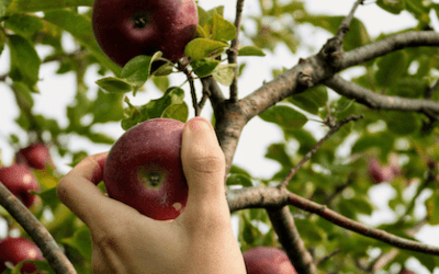 Die Fülle ernten von Natur und Mensch