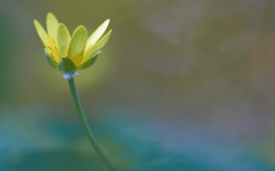 Die Kraft zu blühen