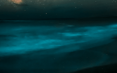 Die Geister der Nacht