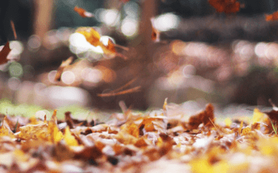 Herbstgedanken