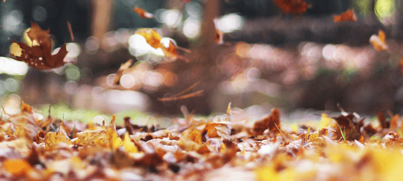 Herbstgedanken