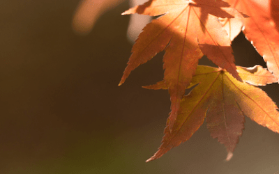 Herbst