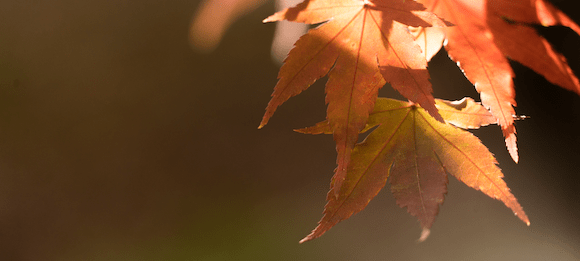 Herbst