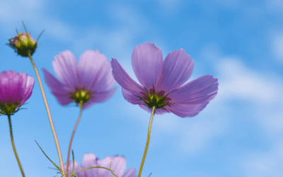 Frühlingsblauer Himmel über allem, was lebt