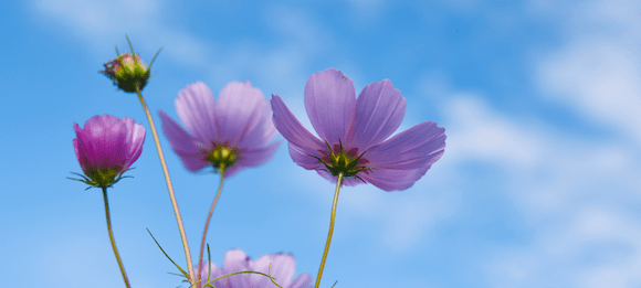 Frühlingsblauer Himmel über allem, was lebt