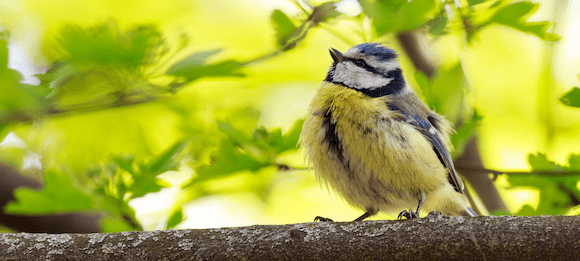 Das Lied der Vögel