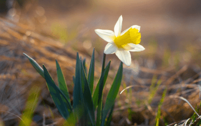 Ostern in Trauer