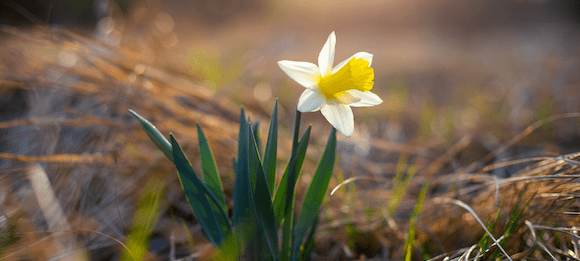 Er kommt doch, der Frühling!