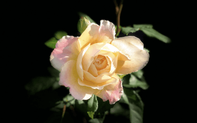 Sich dem Leben öffnen