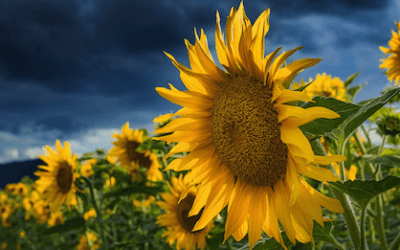 Septemberliebe