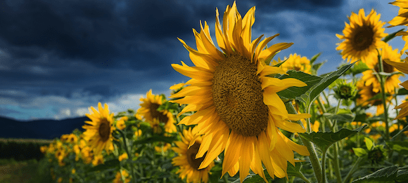 Septemberliebe