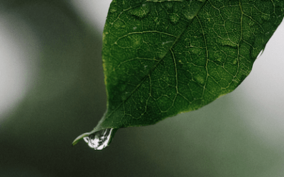 Lichte Momente in einem Regensommer