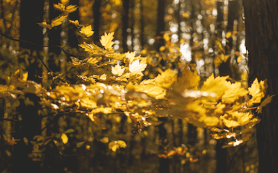 Natur